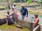 Kegiatan bersih-bersih kolam yang dilakukan DKP Kepulauan Yapen bersama penyuluh perikanan.